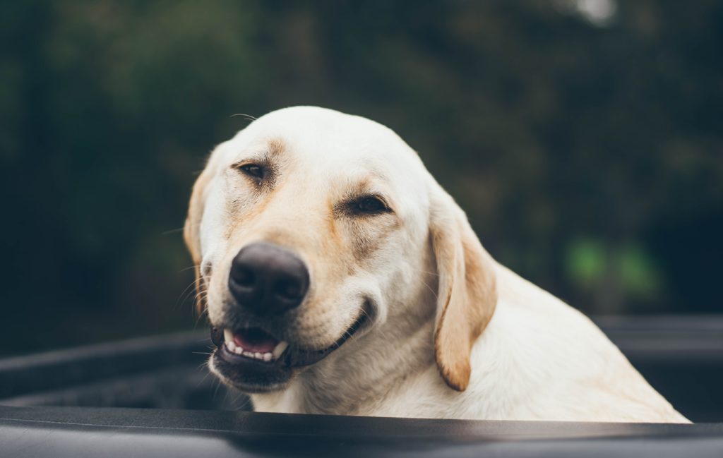 how to communicate dog smiling