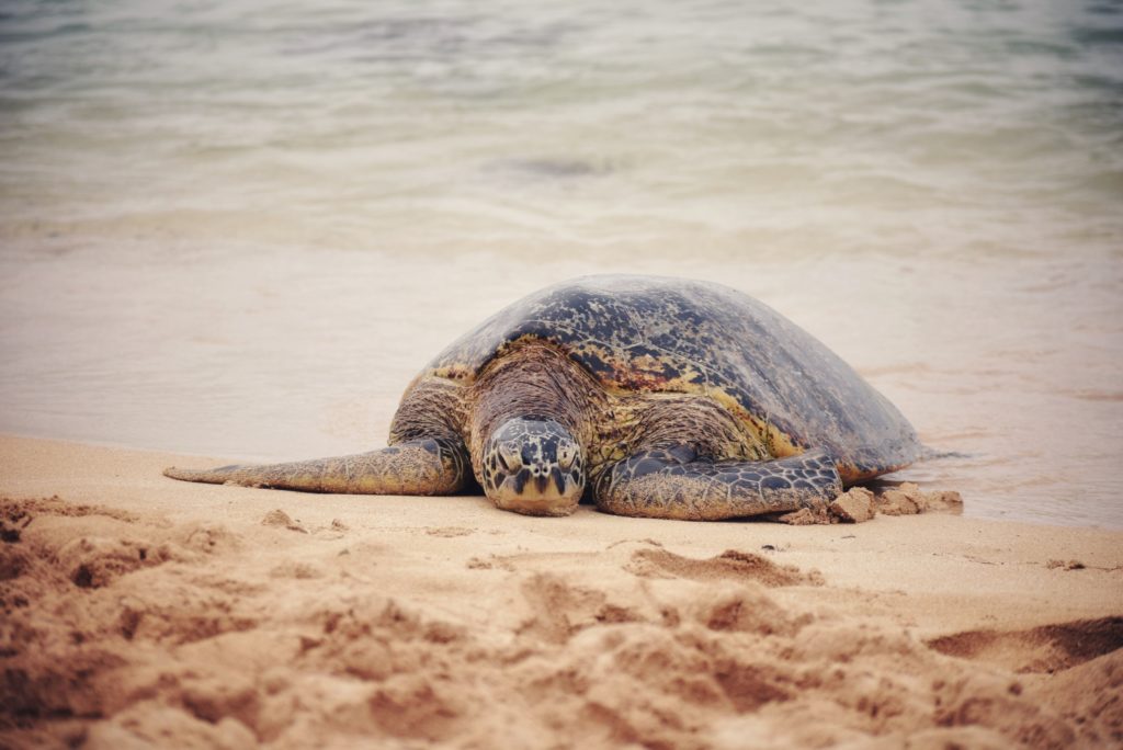 sea turtles things to do in palm beach