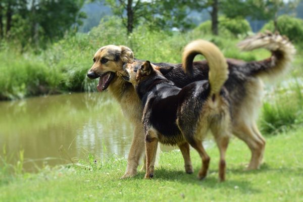 pictures of dogs