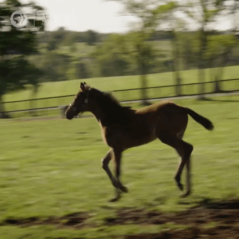 horse in field gif