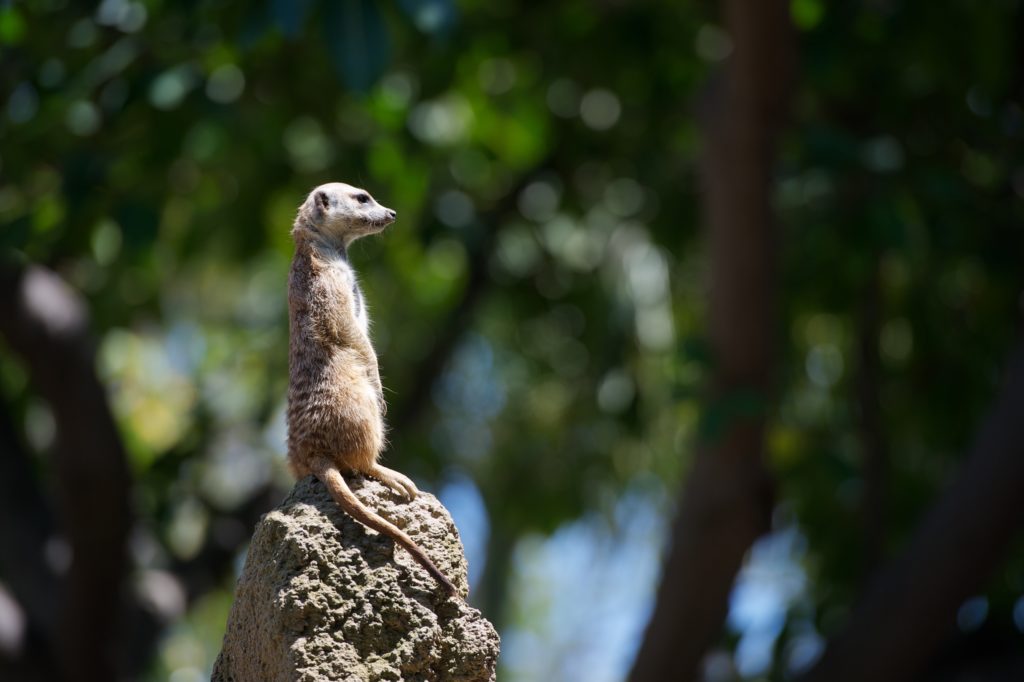 prairie dog