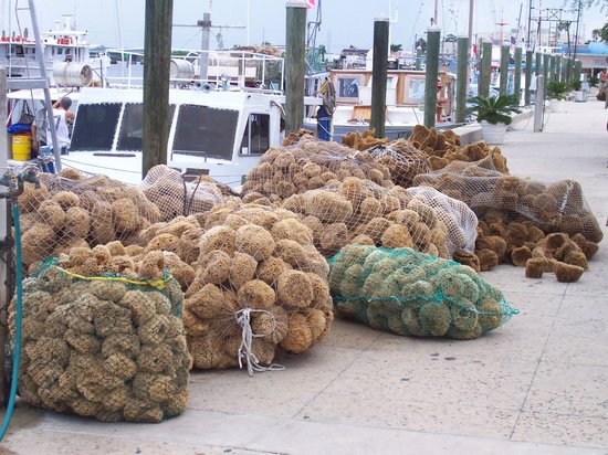 sponges on docks things to do in clearwater