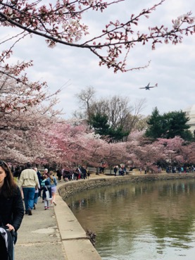 things to do cherry blossoms in d.c.