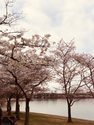 things to do during cherry blossom season