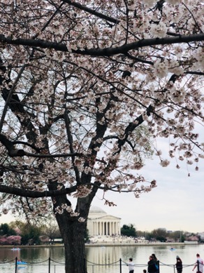 things to do during cherry blossom season