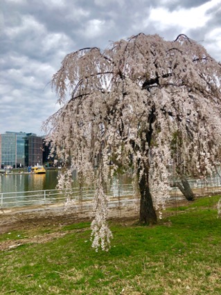 things to do during cherry blossom season