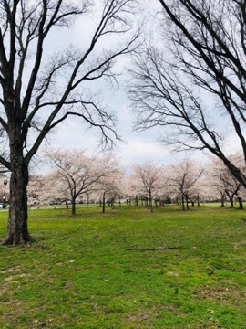 things to do during cherry blossom season