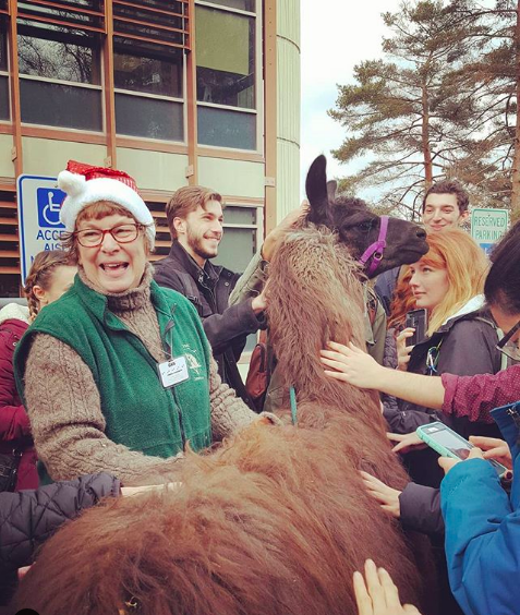 petting a llama mental health