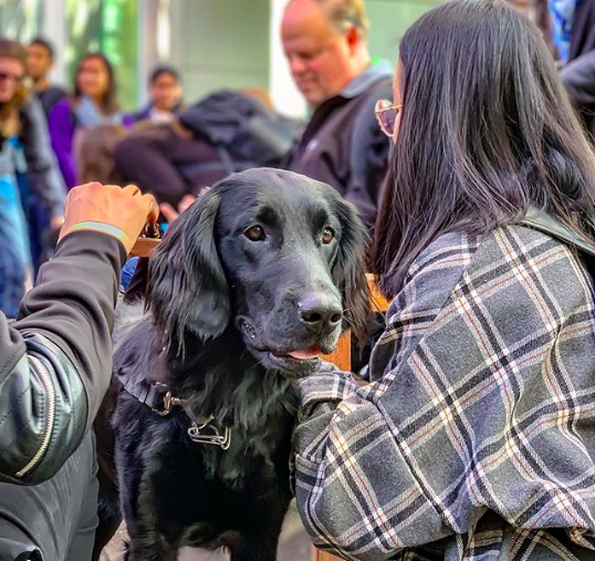 dog therapy mental health