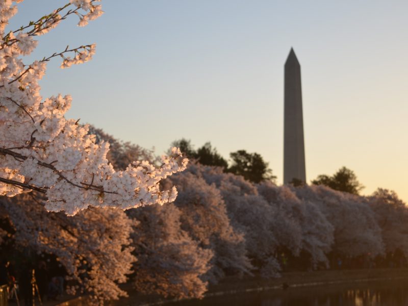 things to do during cherry blossom season