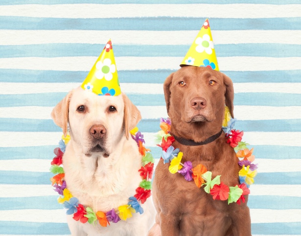 dogs in party hats 21st birthday ideas