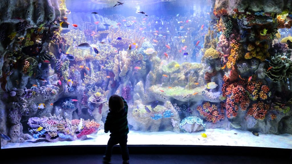 aquarium