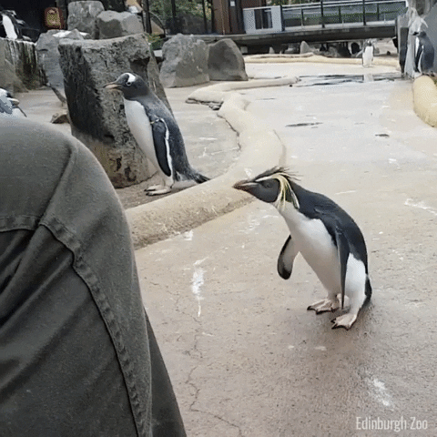 cute animal gifs penguin hopping
