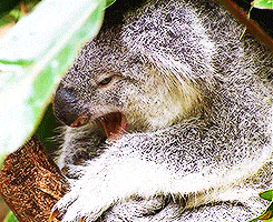 15 Cute Animal Gifs to Brighten Up Your Day ⋆ College Magazine