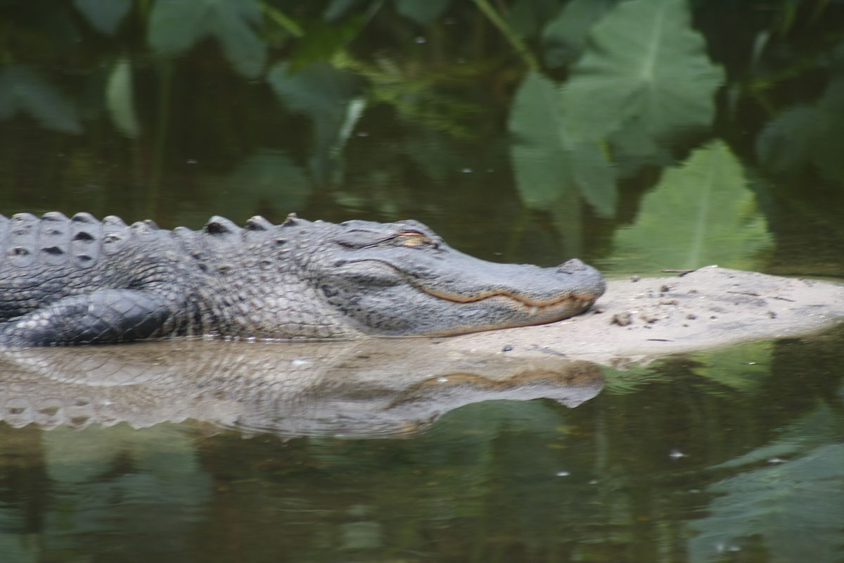 uf alligator