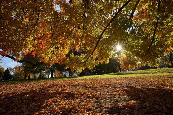 relax in park