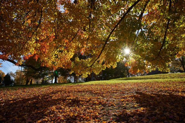 relax in park