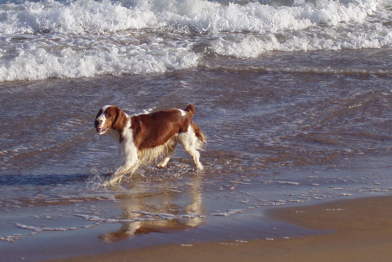 dog beach