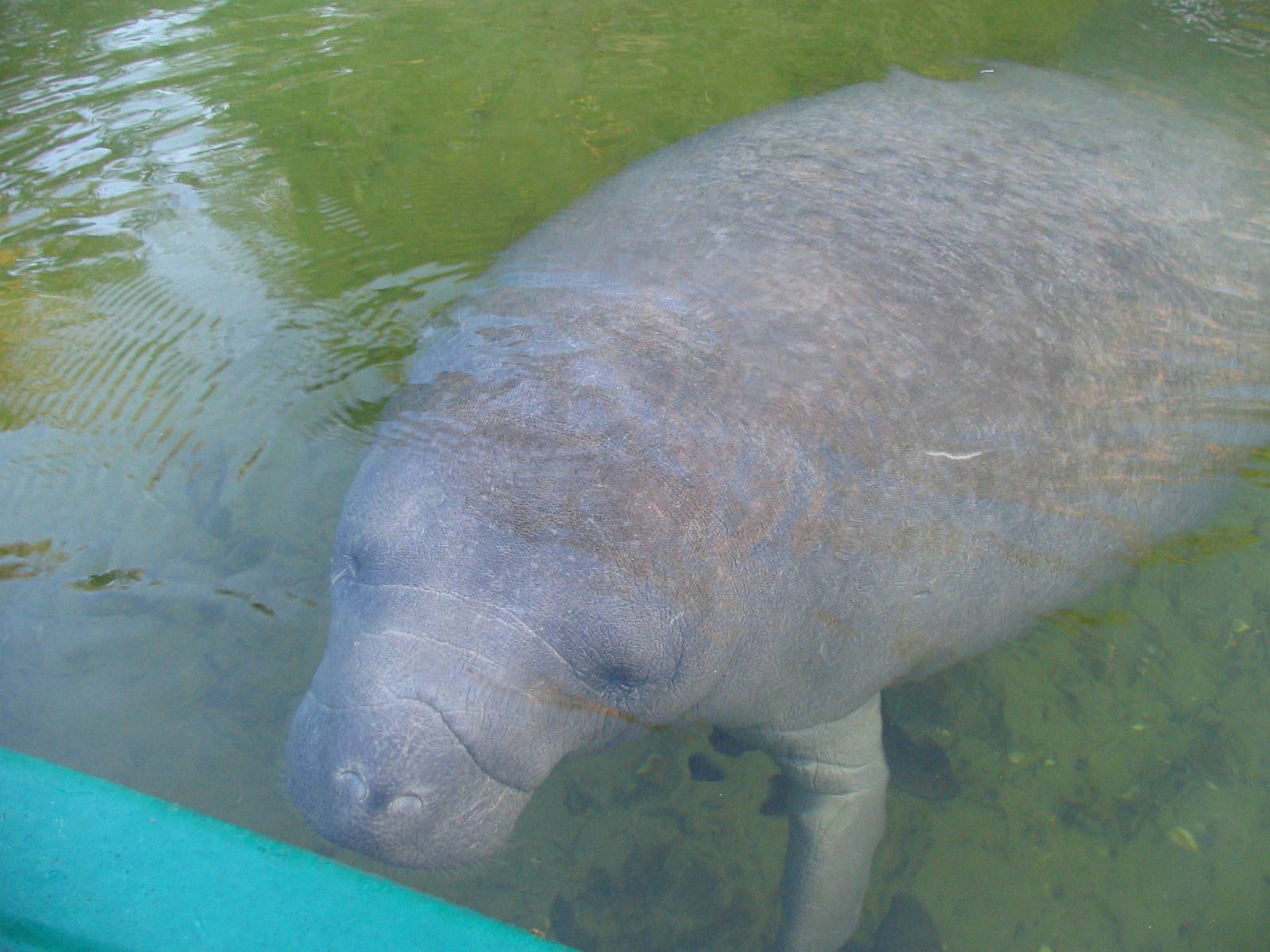 manatee