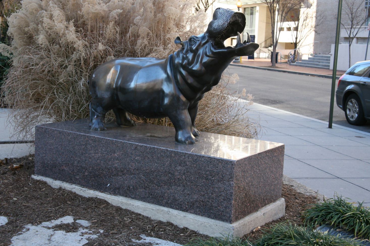 GW Hippo on the Corner of H Street