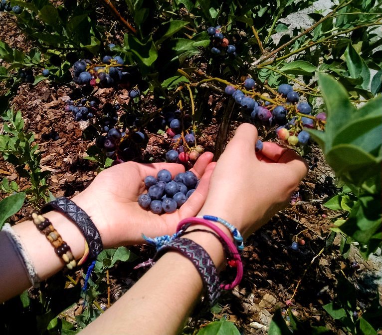 picking-blueberries