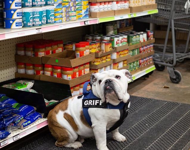 The Drake mascot, Griff, sits in the aisles of the IMPACT food pantry.