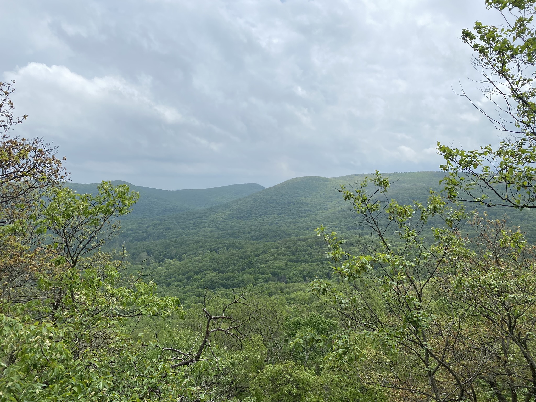 bear mountain and trees