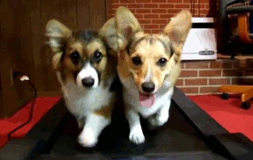 two corgis on a treadmill