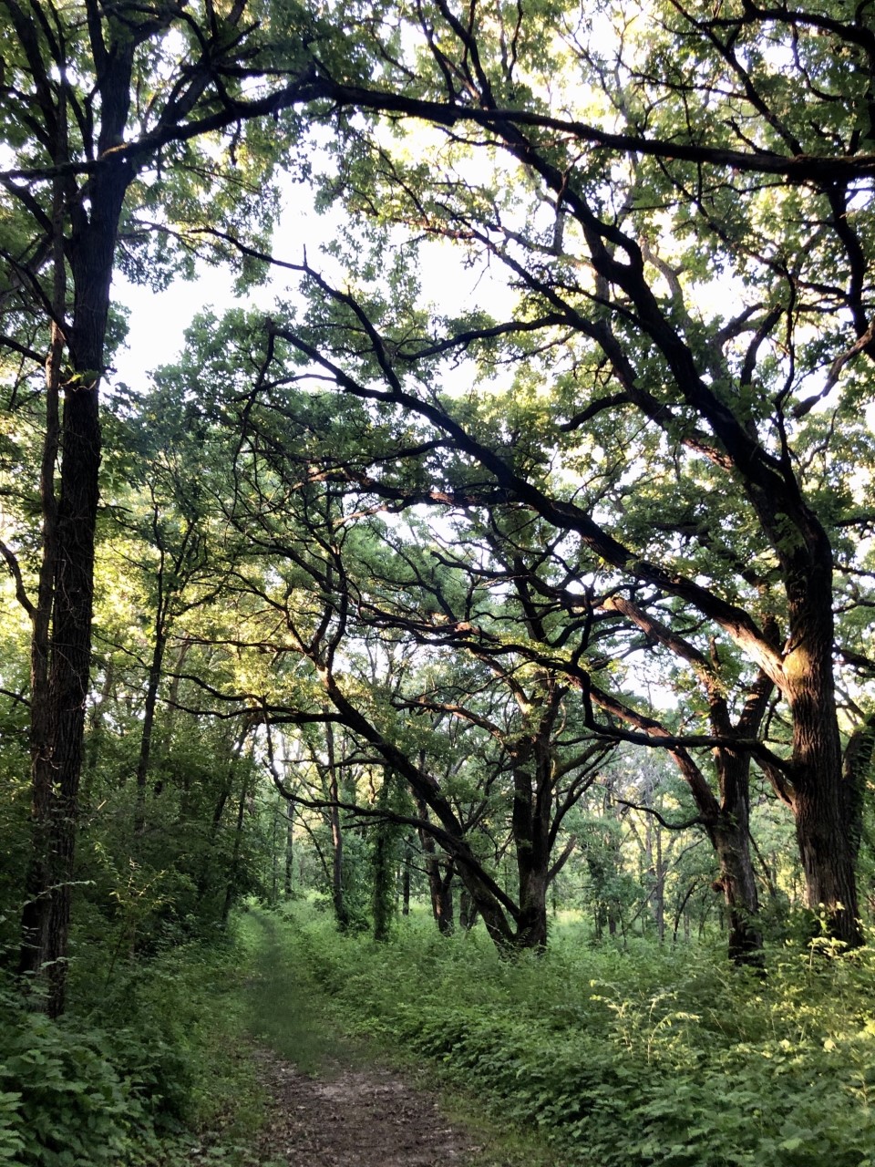 A hiking trail