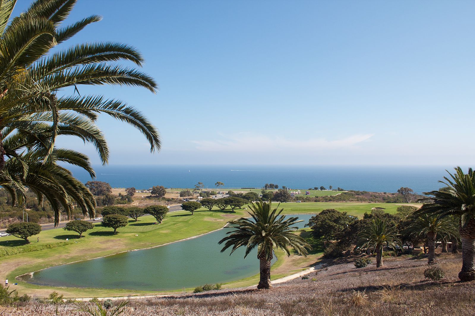 ocean and palm tree view at Pepperdine