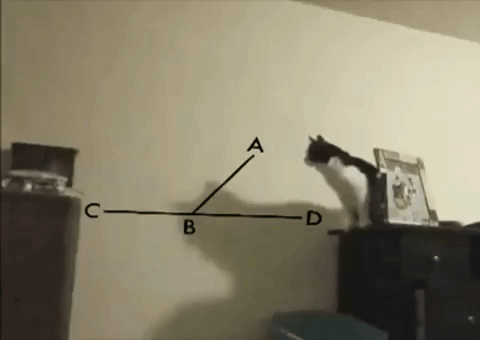 calculator cat
