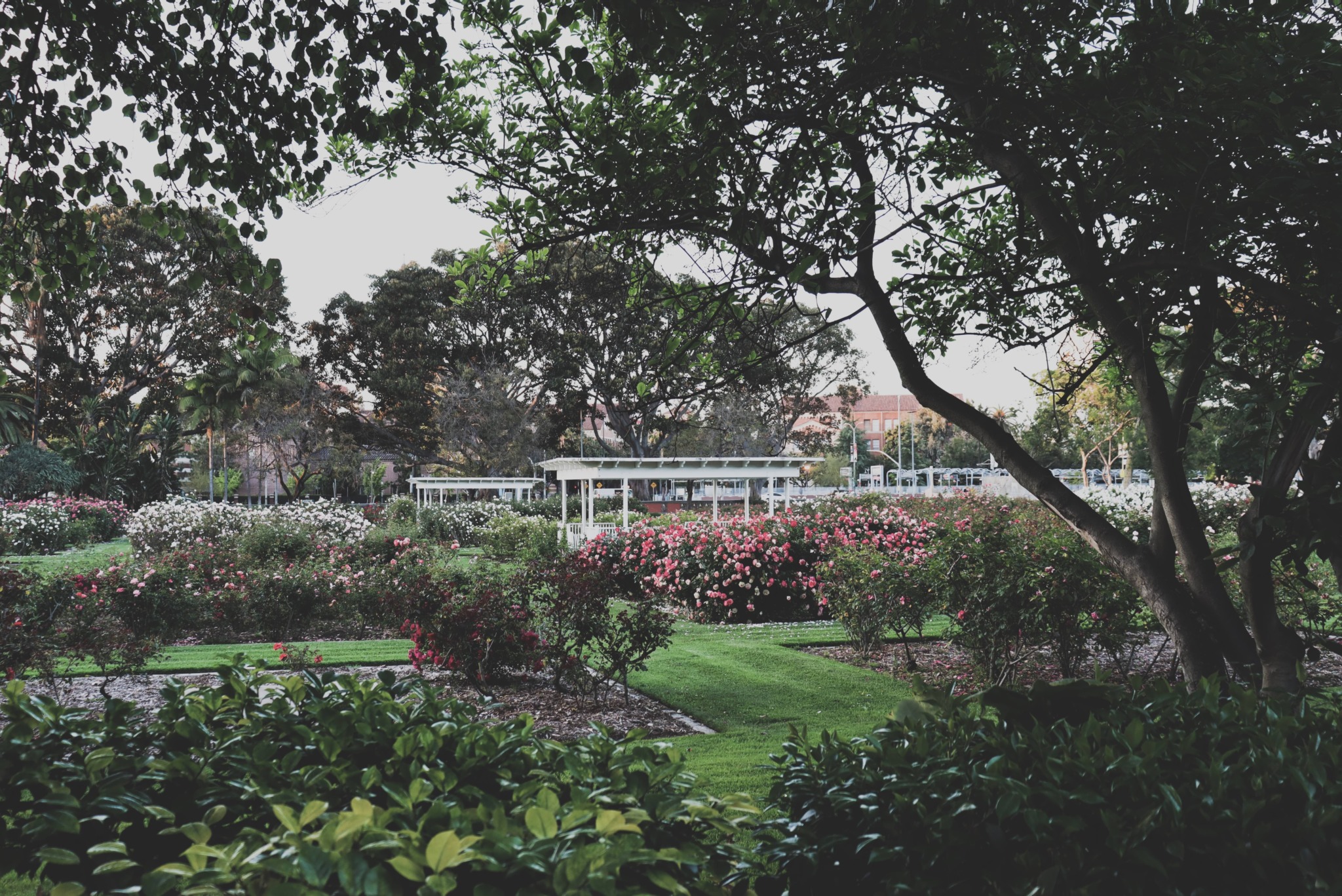 photo of the exposition park rose garden in LA