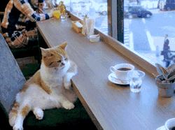 cat sitting in a cafe