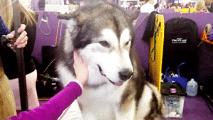 husky being pet 