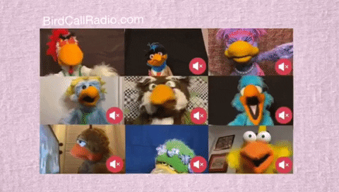 gif from the bird call radio show of muppet style birds in a zoom meeting