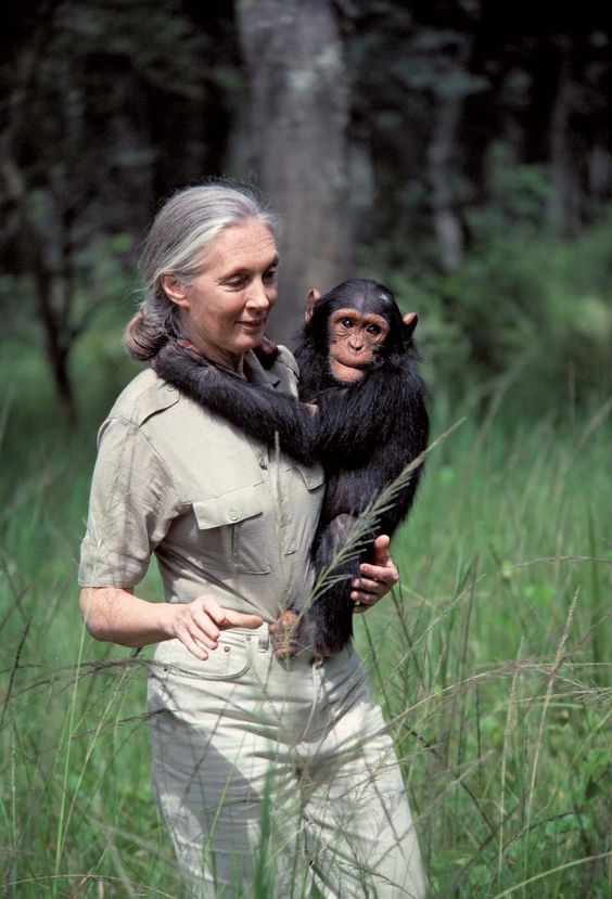Jane Goodall with a chimpanzee