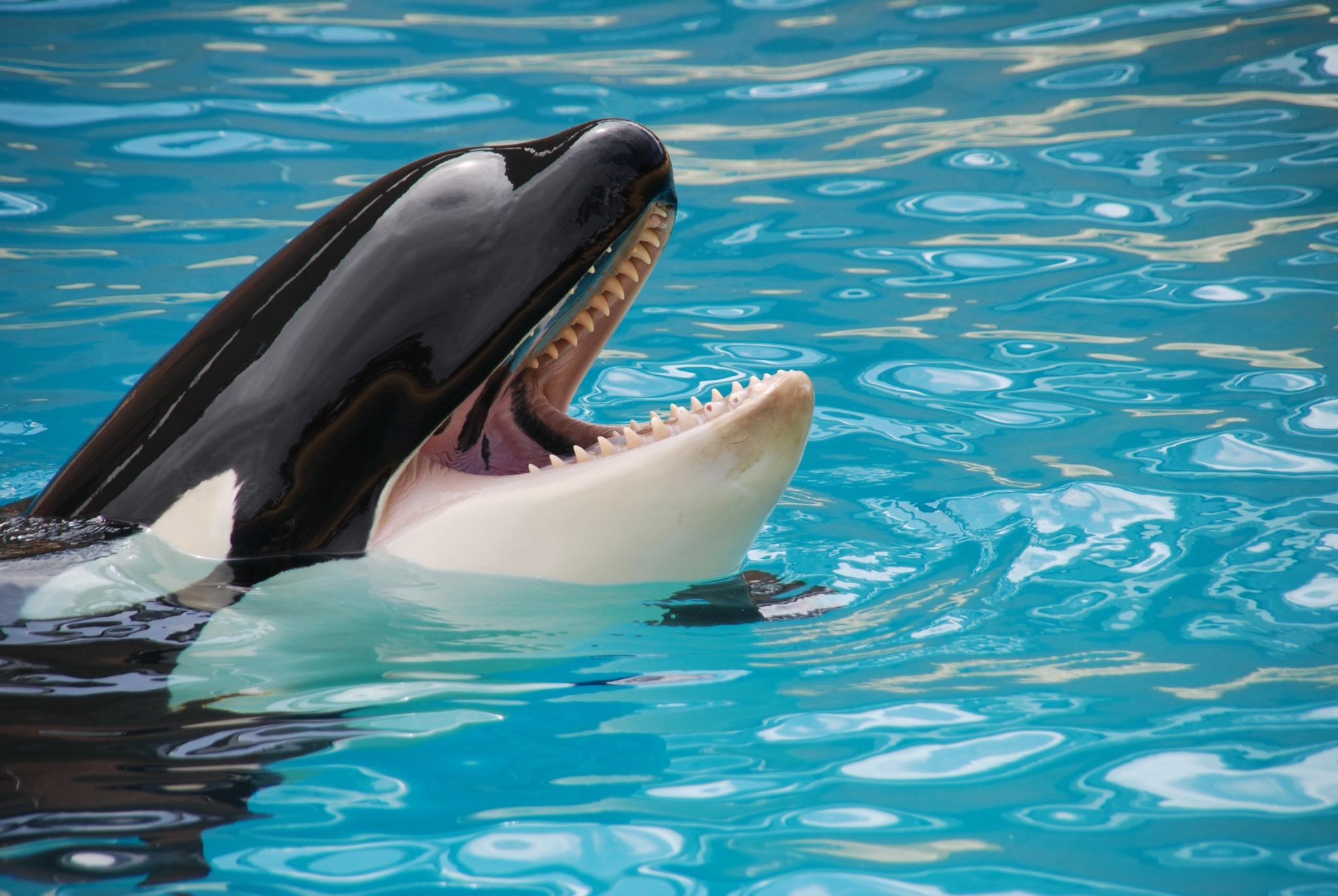 Orca whale coming out of water