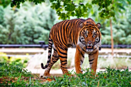 Tiger image