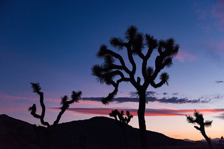 Longer road trip destination. Joshua tree landscape at sunset.