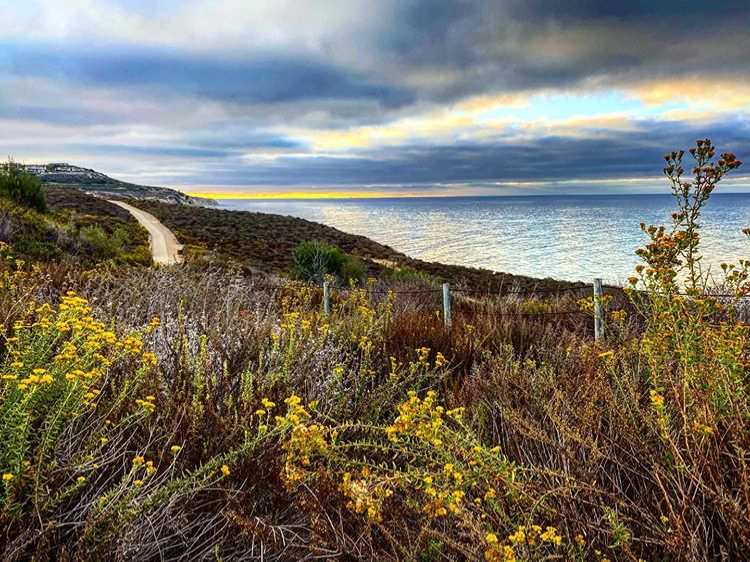 hiking trail along the coast with the ocean in the background and flowers in the foreground