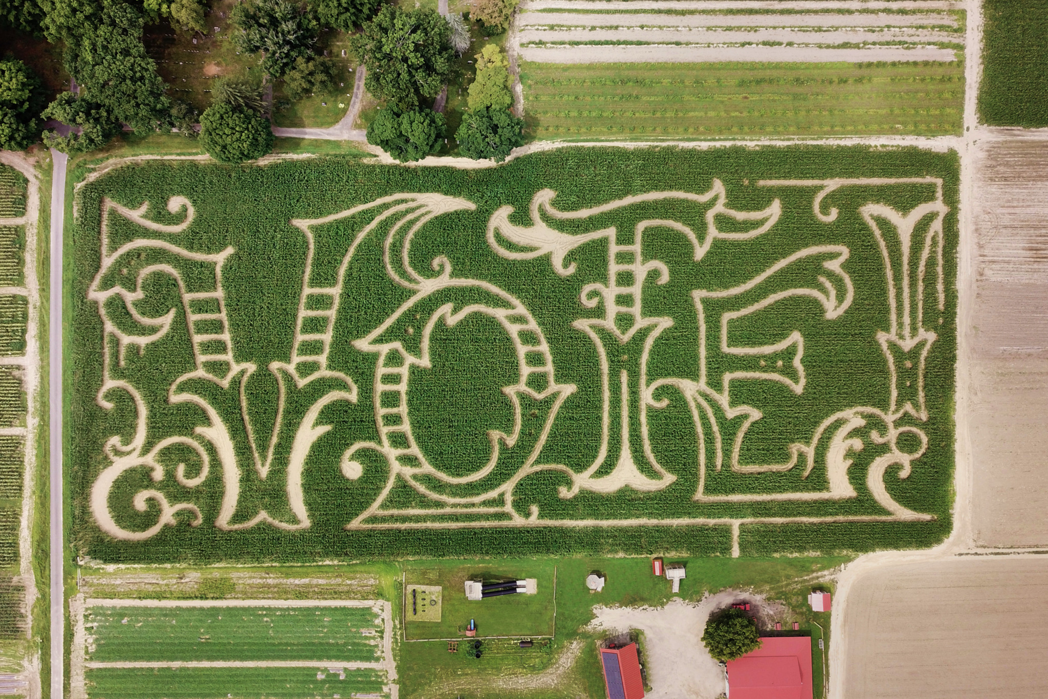 corn maze