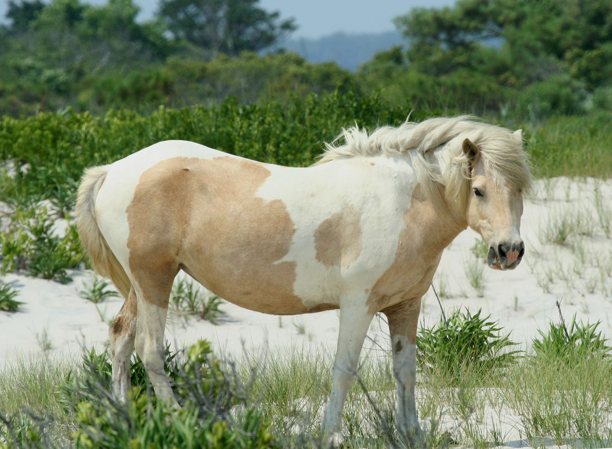 Wild white and brown spotted horse on Assateague island