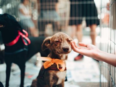 Animal shelter, dog being pet