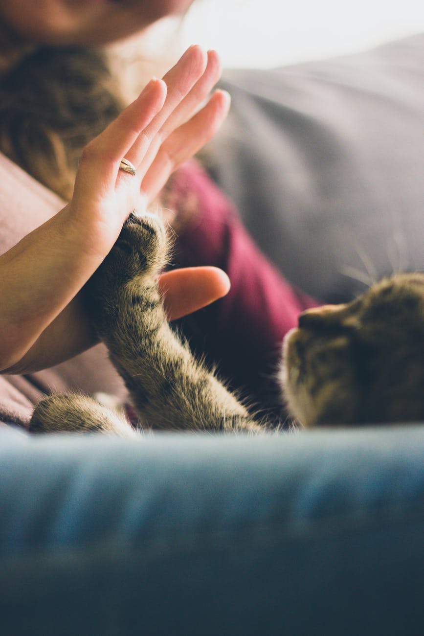 Animal paw touching a woman's hand