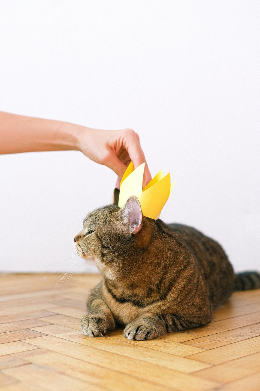 Hand putting a crown on a cat animal