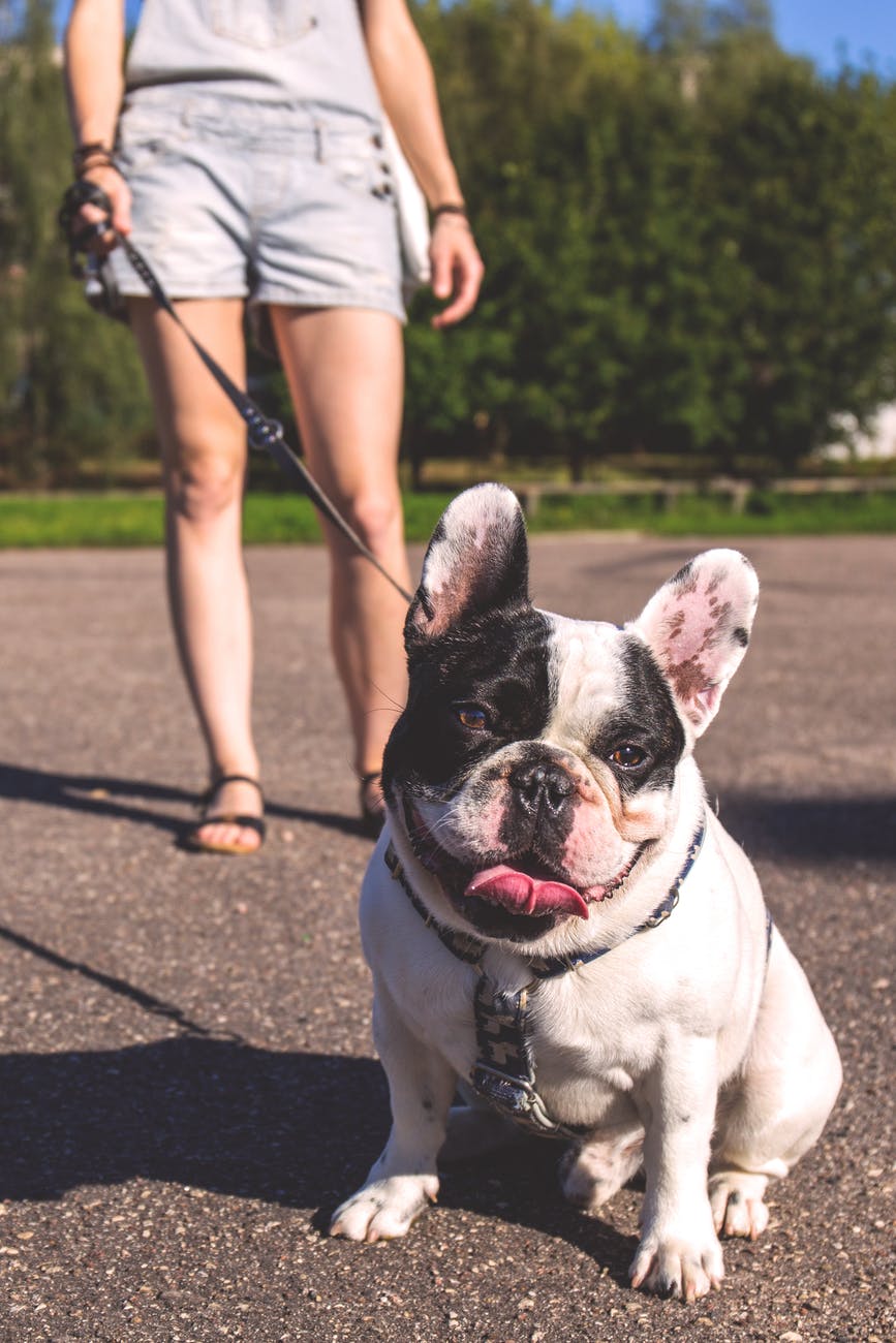 Small dog on a leash, woman with animal