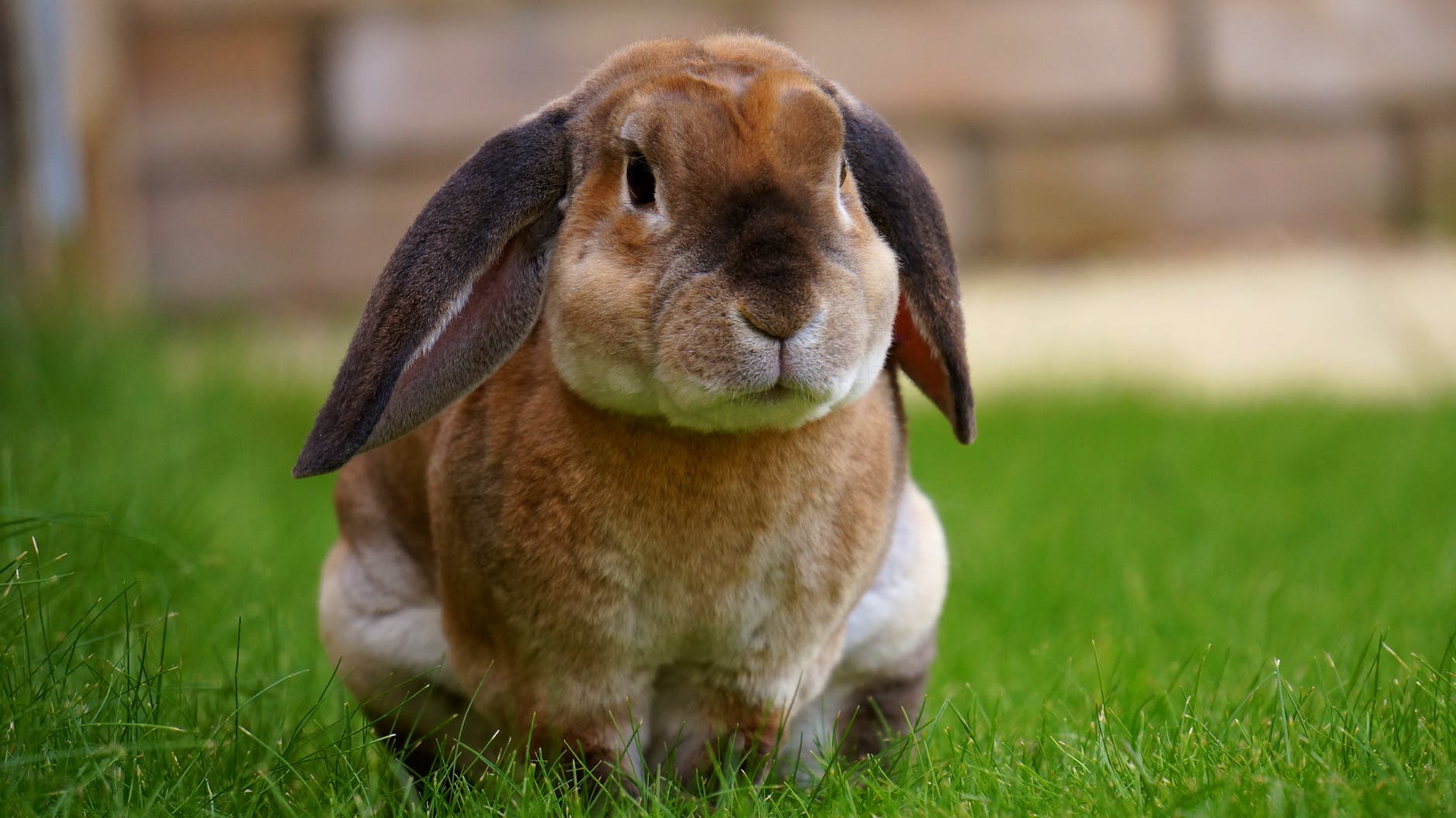 Rabbit animal in the grass