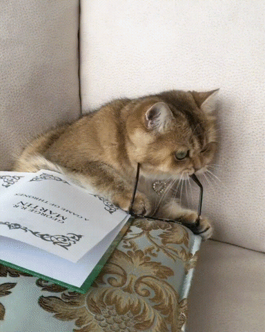 Reading Cat gif