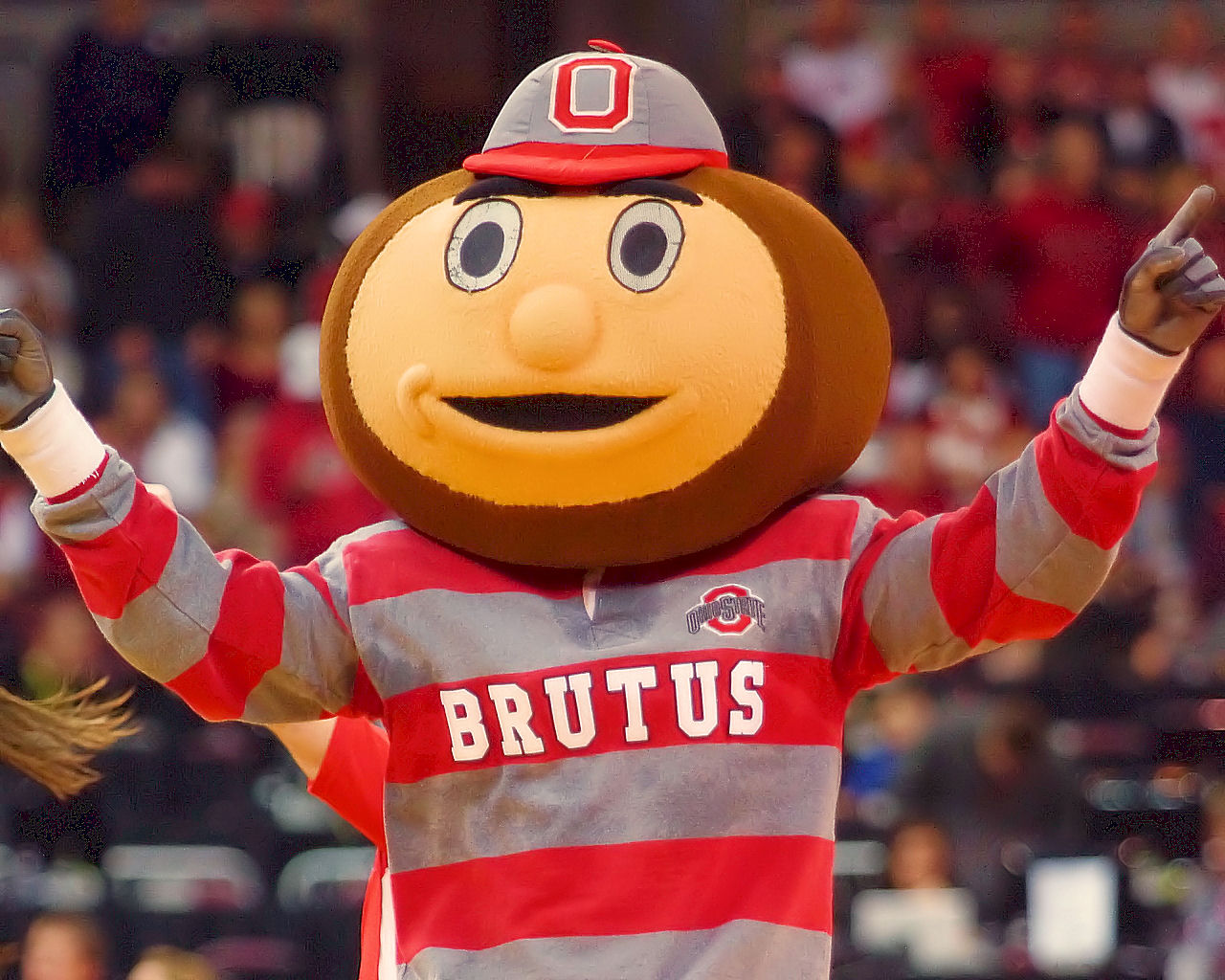 brutus buckeye