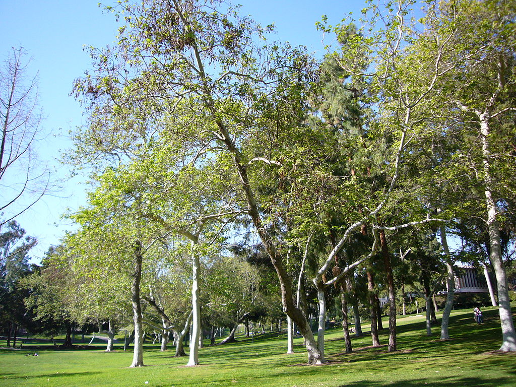 UCI Aldrich Park senioritis